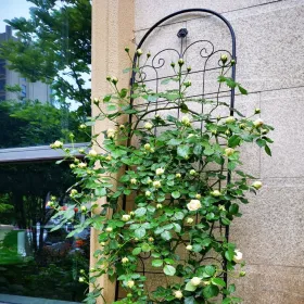 4 Pack Metal Garden Trellis For Climbing Plants Outdoor 86.7'' X 19.7'' Rustproof Plant Support Rose Trellis Netting Trellis Black